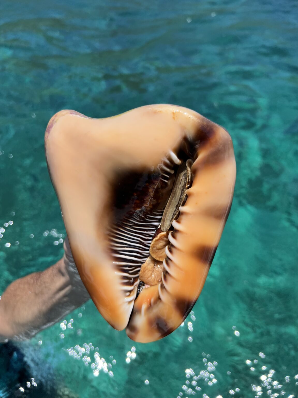 Lambi découvert en snorkeling